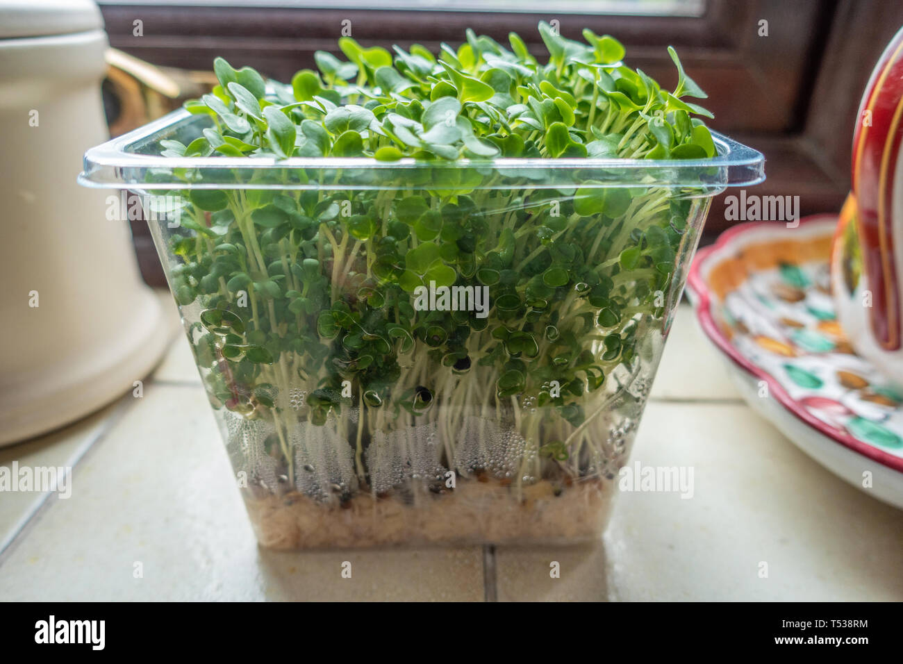 A tub of supermarket garden cress sits on a kitchen window sill. Stock Photo