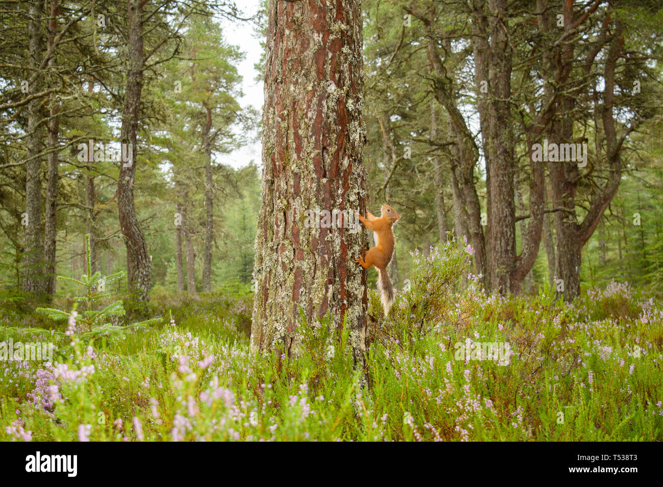 Red squirrel (Sciurus vulgaris) in flowering heather. Black Isle, Scotland, UK. September 2016 Stock Photo