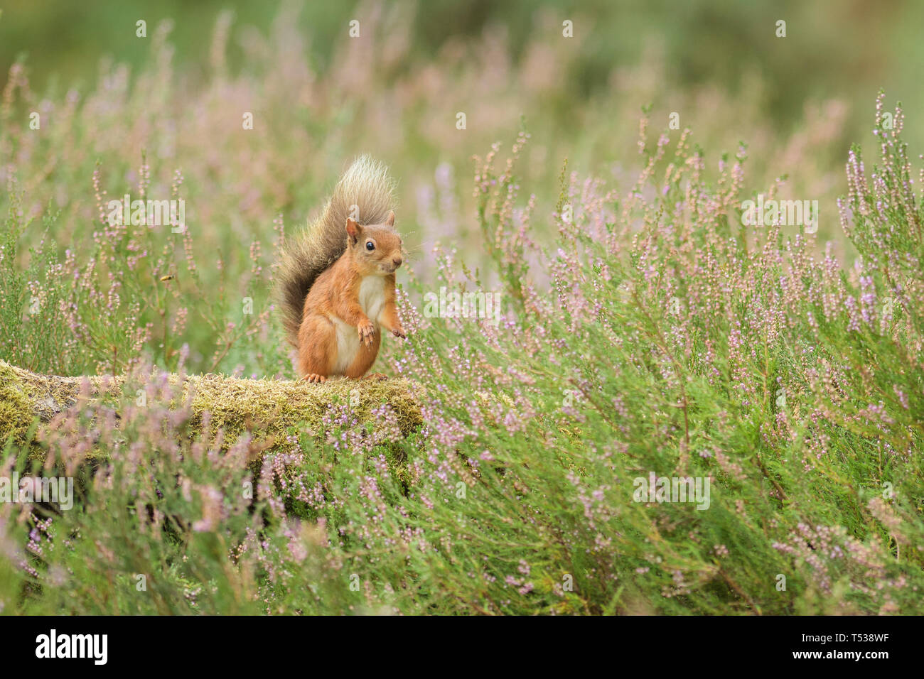 Red squirrel (Sciurus vulgaris) in flowering heather. Black Isle, Scotland, UK. September 2016 Stock Photo