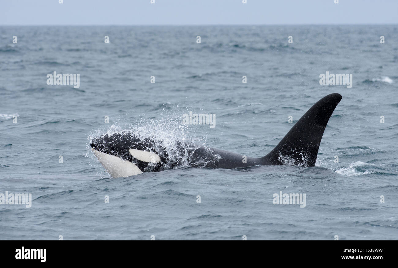 Male killer whale (Orcinus orca). Olafsvik, Iceland. April 2016 Stock Photo