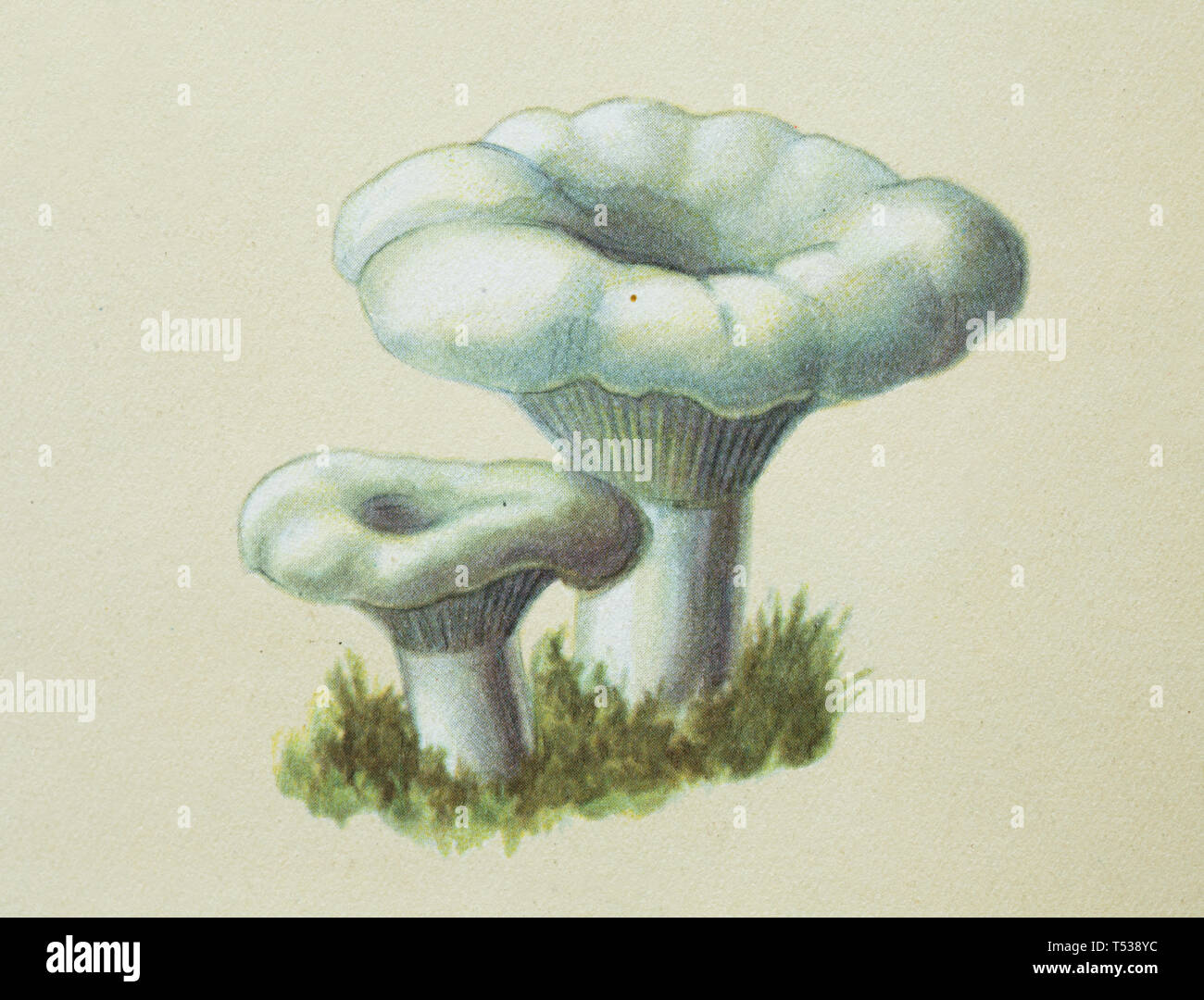 Milk mushroom (Lactarius resimus) depicted in the colour illustration in the Book of Tasty and Healthy Food published in the Soviet Union (1953). Stock Photo