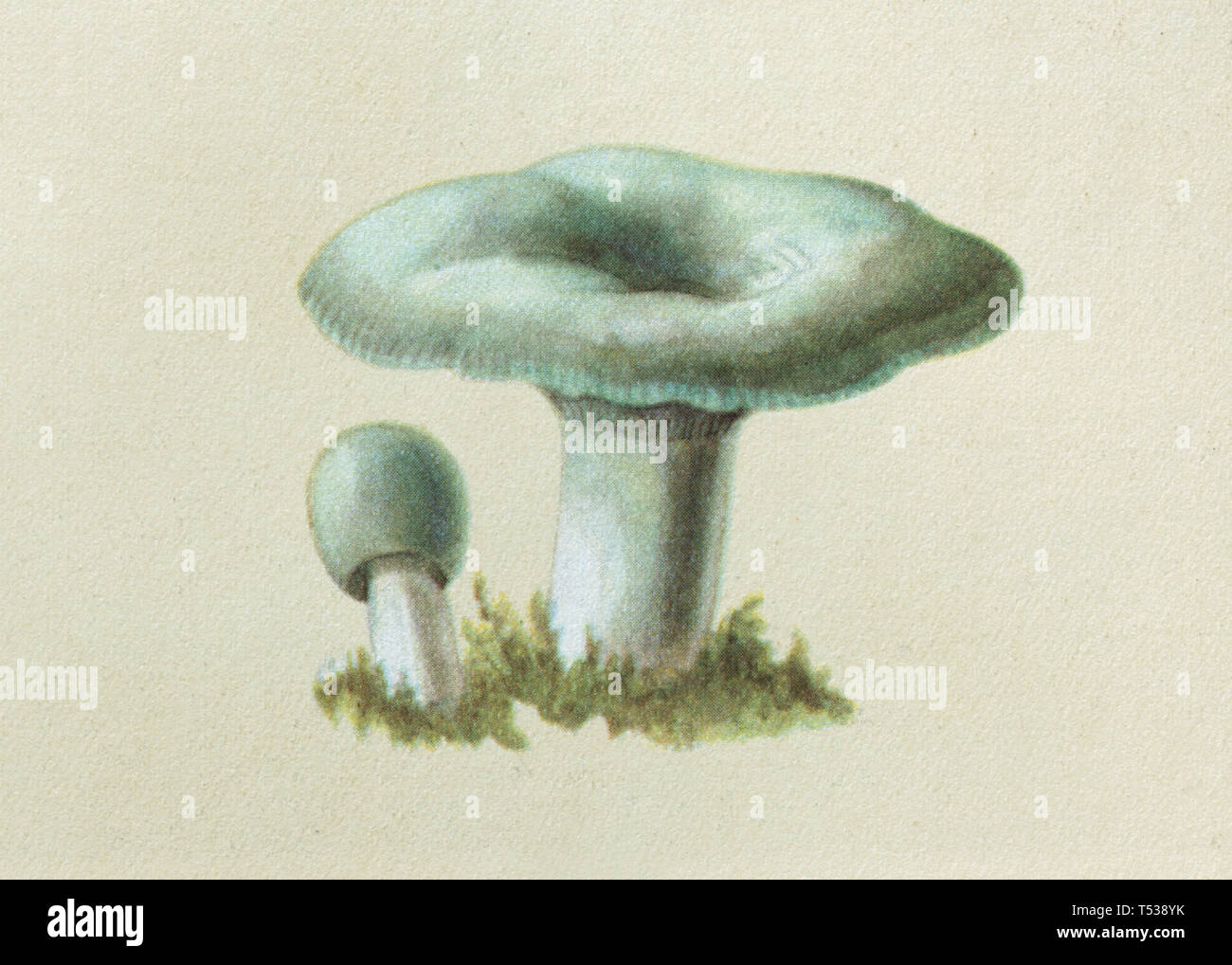 Downy milk cap mushroom (Lactarius pubescens) depicted in the colour illustration in the Book of Tasty and Healthy Food published in the Soviet Union (1953). Stock Photo