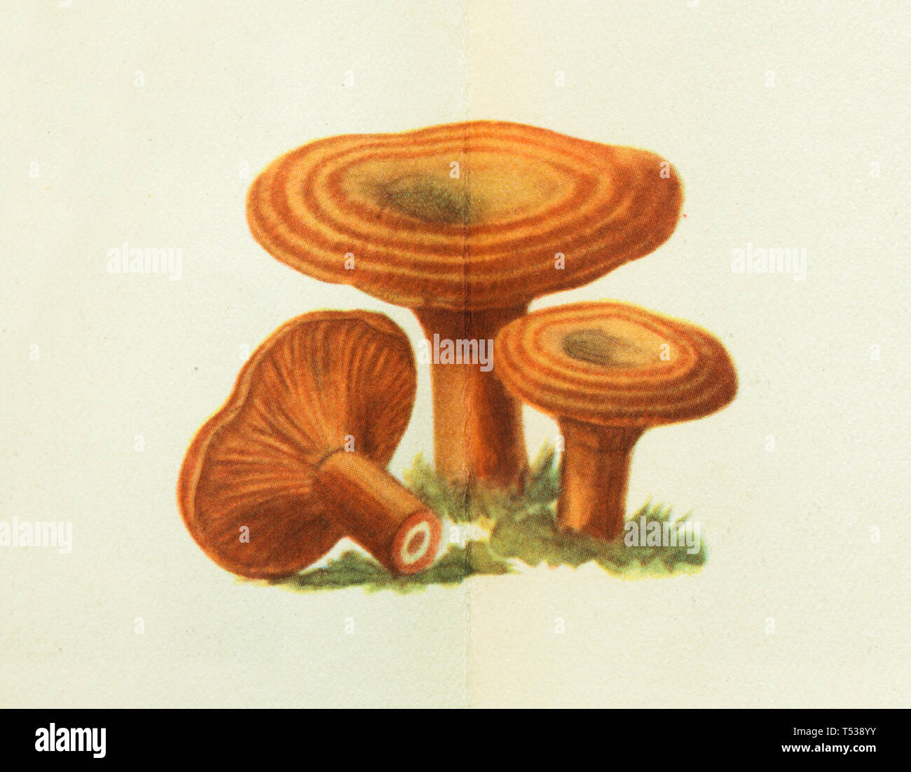 Saffron milk cap mushroom (Lactarius deliciosus) depicted in the colour illustration in the Book of Tasty and Healthy Food published in the Soviet Union (1953). Stock Photo