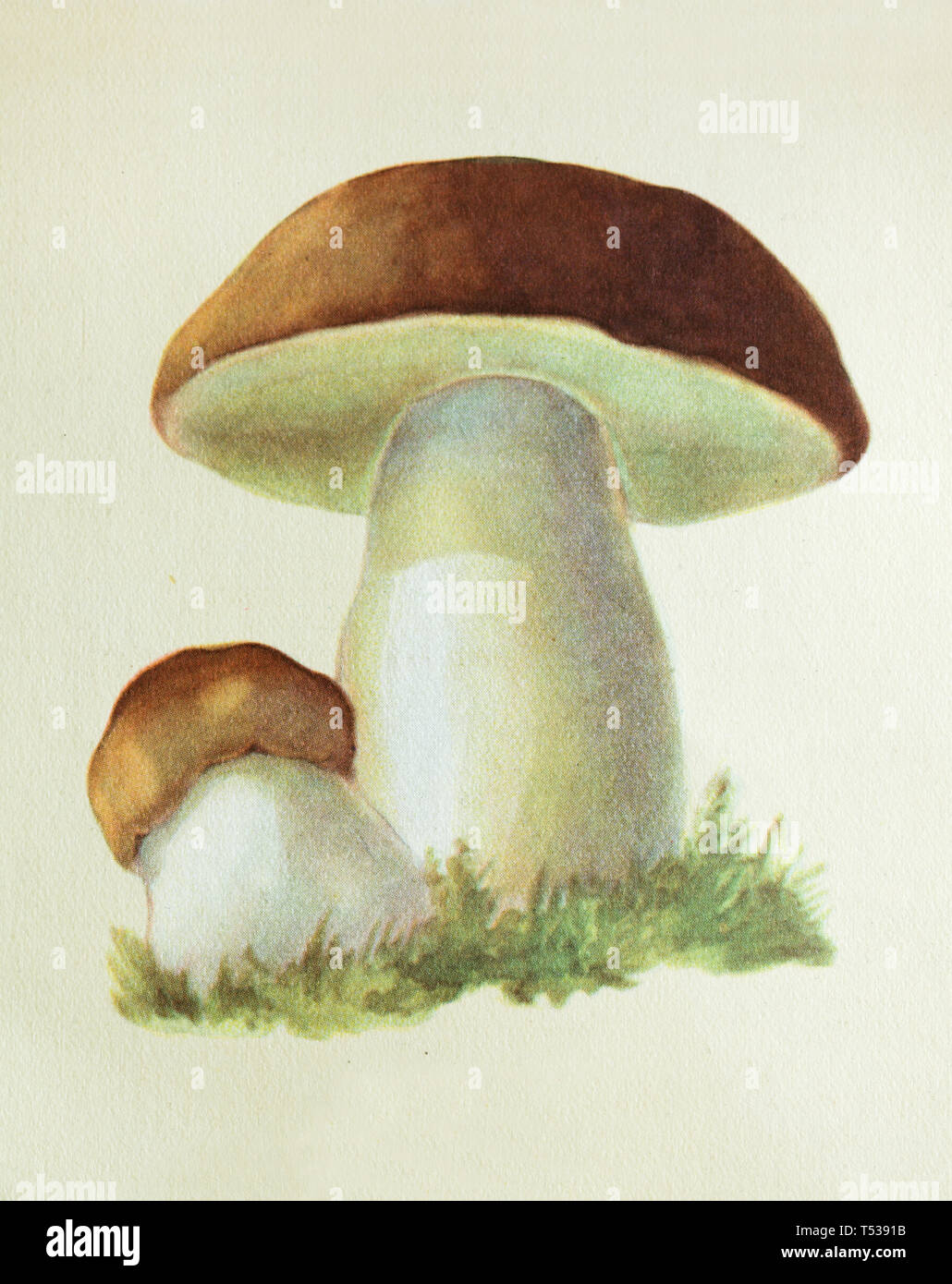 Bolete mushroom (Boletus edulis), also known as the cep or cepe depicted in the colour illustration in the Book of Tasty and Healthy Food published in the Soviet Union (1953). Stock Photo
