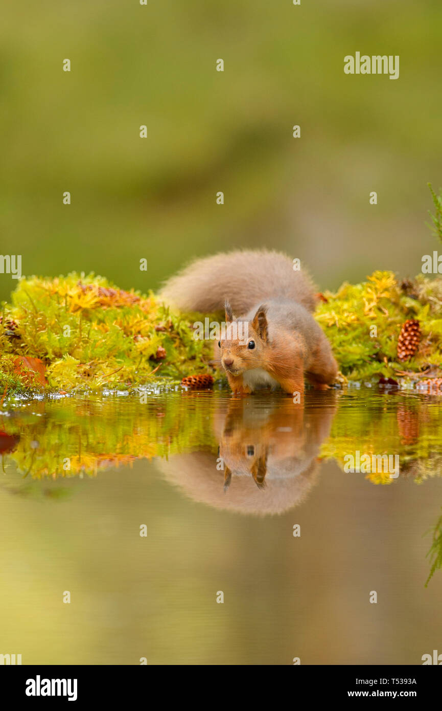 Red squirrel (Sciurus vulgaris) Black Isle, Scotland, UK. October 2015 Stock Photo