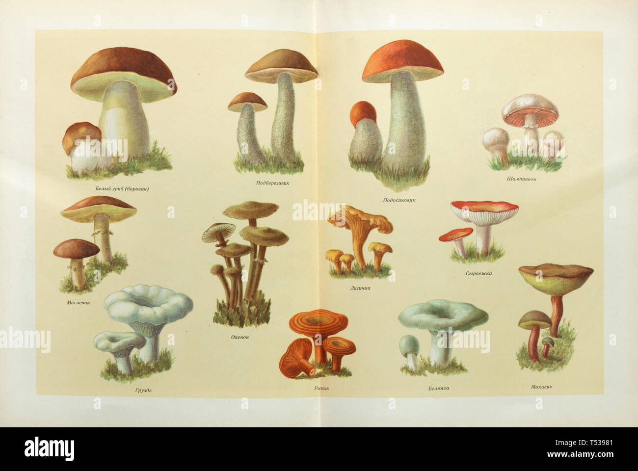 Various types of edible mushrooms depicted in the colour illustration in the Book of Tasty and Healthy Food published in the Soviet Union (1953). Mushrooms left to right and top to bottom from left to right and top to bottom: Bolete mushroom (Boletus edulis), rough-stemmed bolete (Leccinum scabrum), red-capped scaber (Leccinum aurantiacum), champignon mushroom (Agaricus bisporus), slippery jack (Suillus luteus), honey fungus (Armillaria mellea), golden chanterelle (Cantharellus cibarius), russula mushroom, milk mushroom (Lactarius resimus), saffron milk cap (Lactarius deliciosus), downy milk c Stock Photo