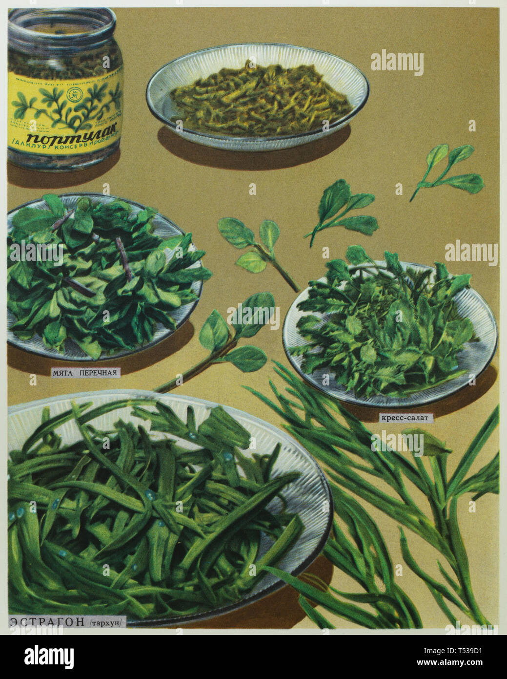 Tarragon, garden cress, peppermint and canned purslane depicted (from foreground to background) in the colour illustration in the Book of Tasty and Healthy Food published in the Soviet Union (1953). Stock Photo