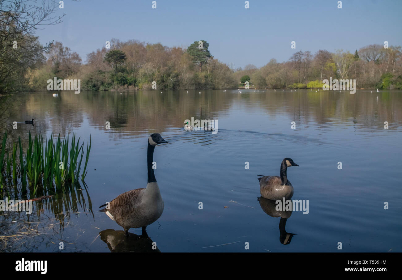 Woodley berkshire hires stock photography and images Alamy