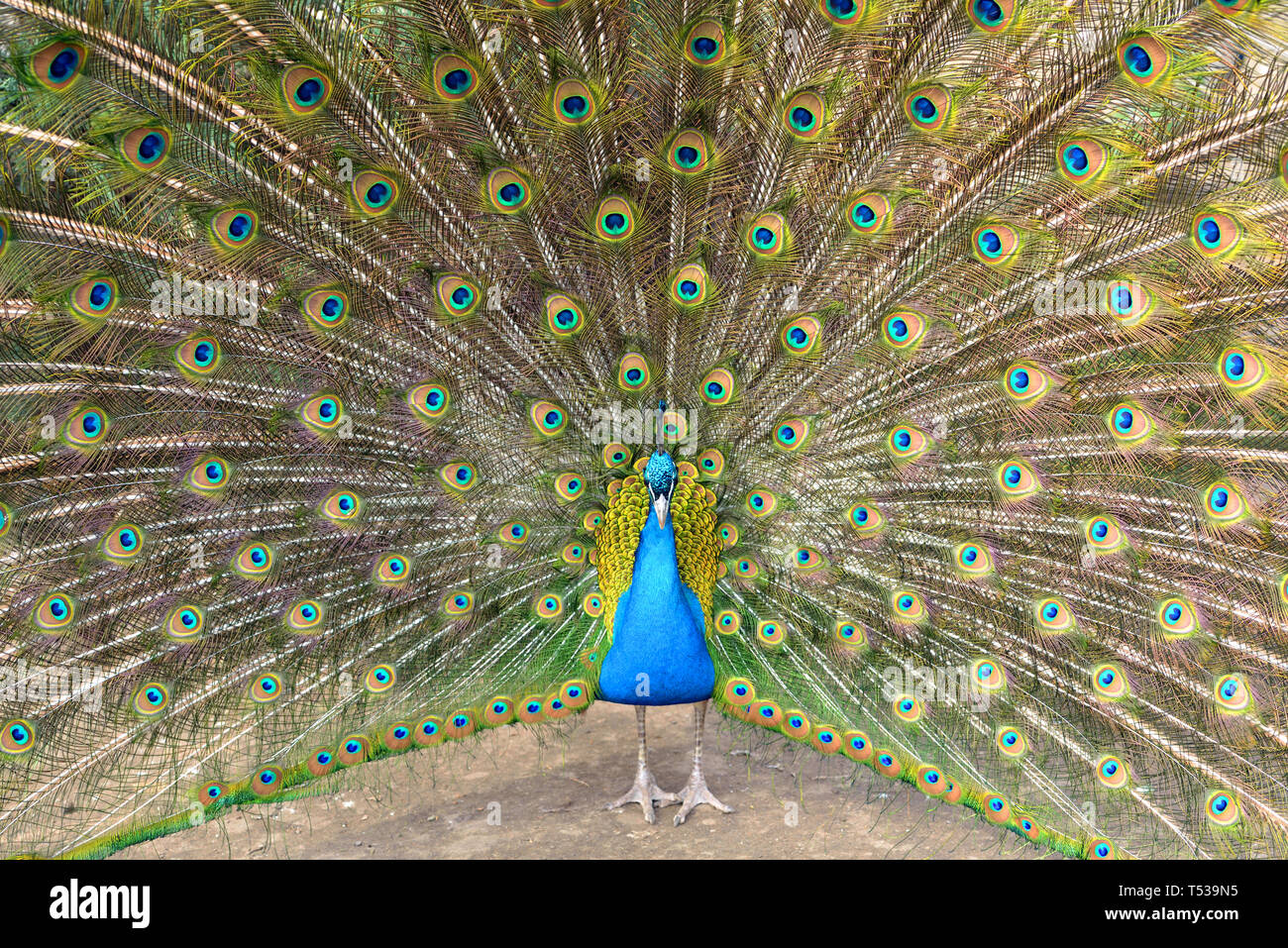 Beautiful (Indian) peafowl or blue peafowl (Pavo cristatus), large and brightly coloured bird Stock Photo