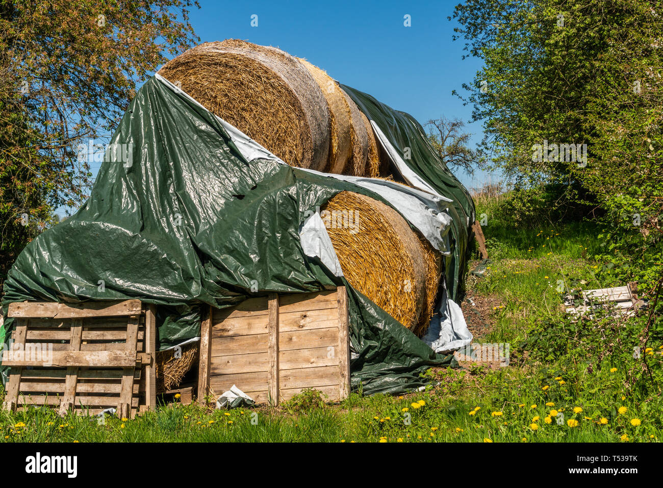 Rural warehouse, hay rolled up in balls Stock Photo Alamy