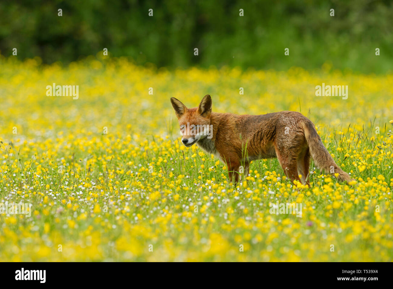 Red fox (Vulpes vulpes) Kent, UK. A Family of foxes living on a railway embankment on the edge of a village. May 2015 Stock Photo