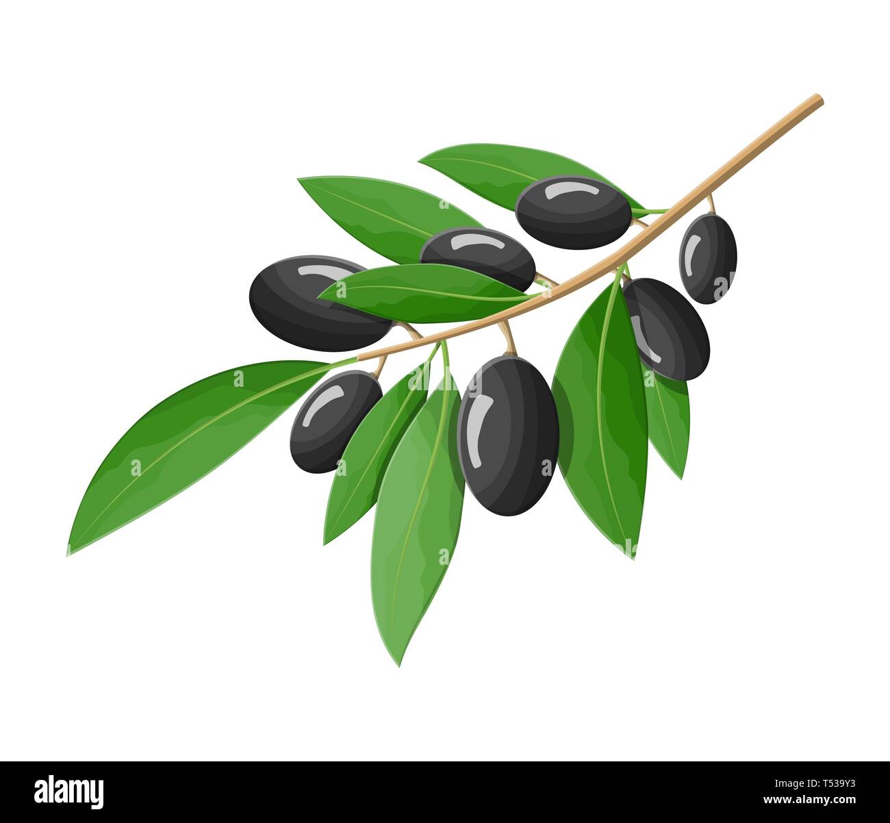 Green olives branch isolated on white background. Branch with olives