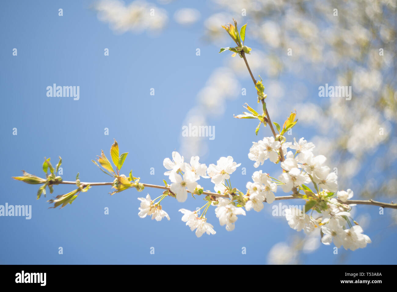 White blossom in spring against a blue sky - dreamy, light and airy Stock Photo