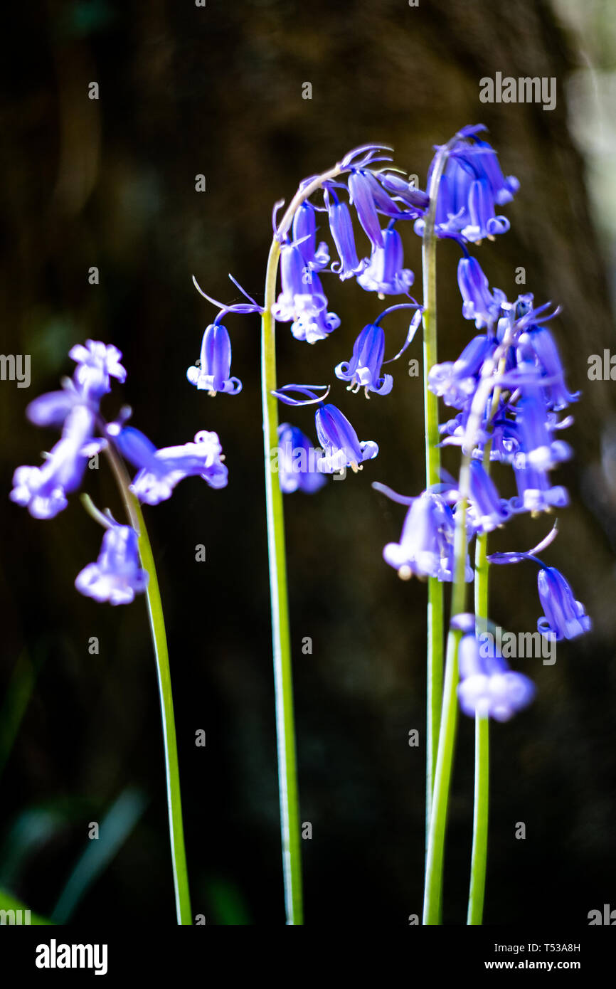English bluebell / Common bluebell (Hyacinthoides non-scripta) in a wood, UK Stock Photo