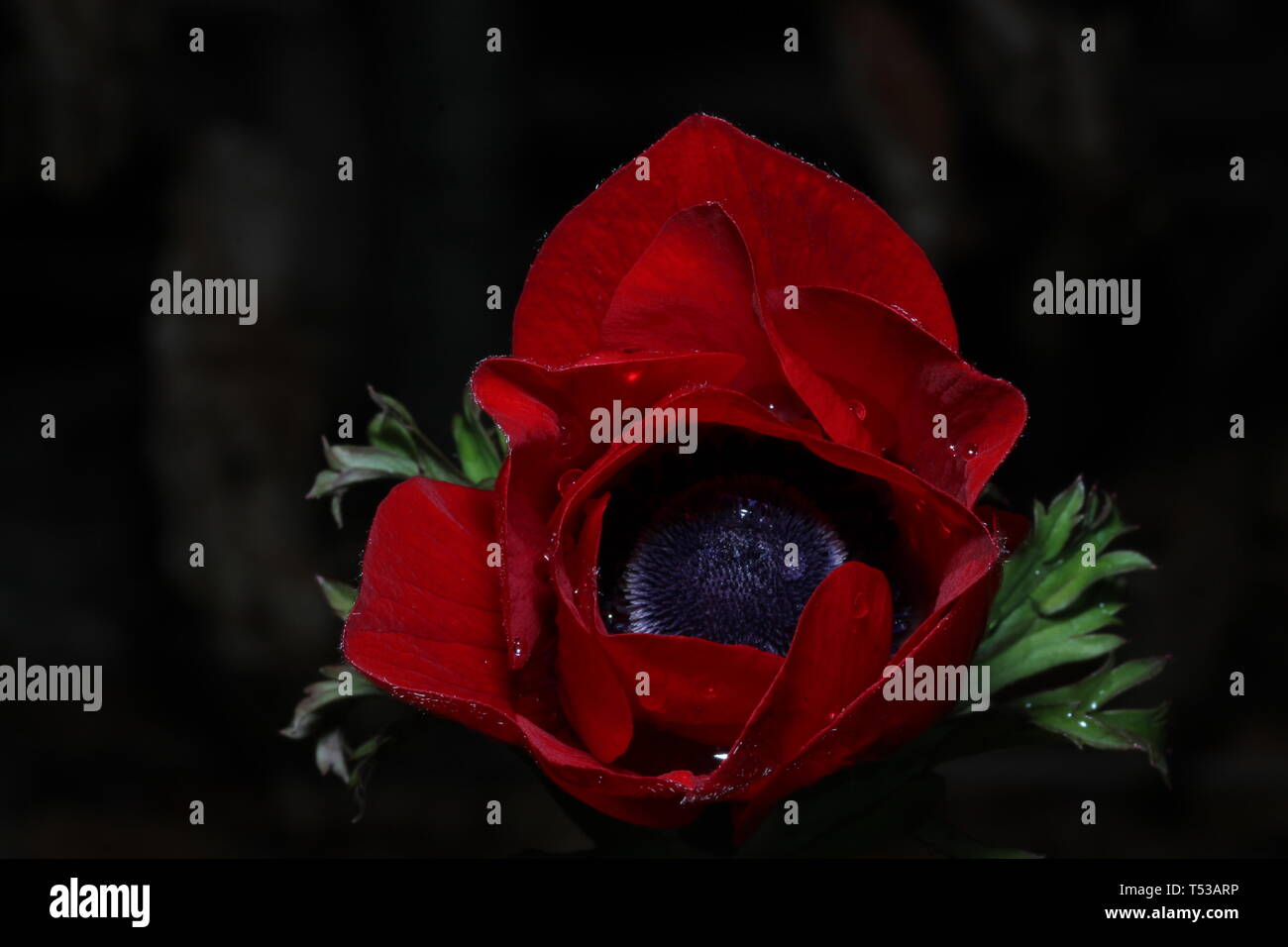 Red and black flower hires stock photography and images Alamy