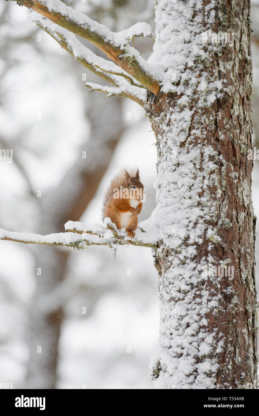 Red squirrel (Sciurus vulgaris) on Scots pine tree in snow. Black Isle, Scotland, UK. January 2016 Stock Photo