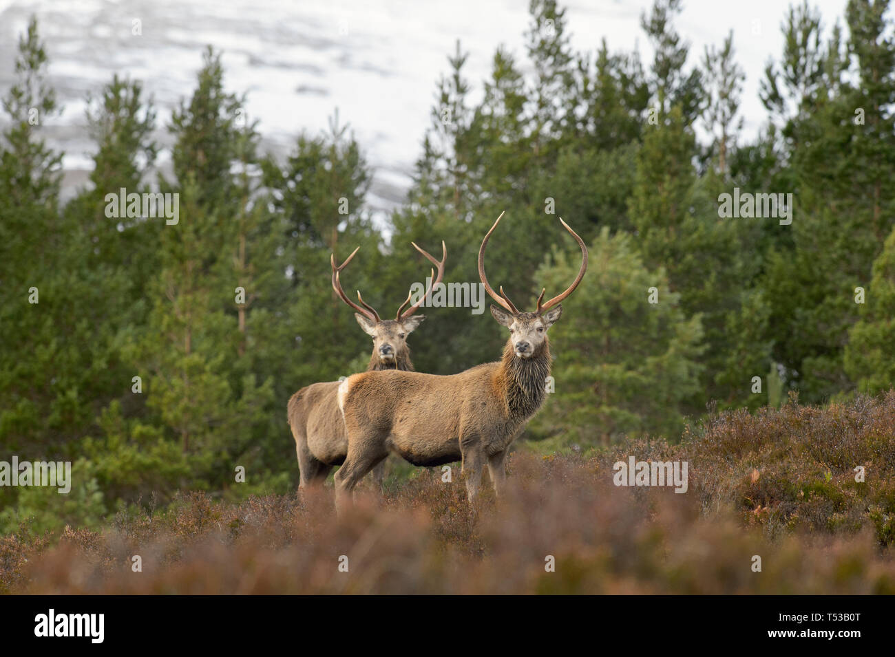 Red deer stags in regenerating forest. Glen Affric, Scotland Stock Photo