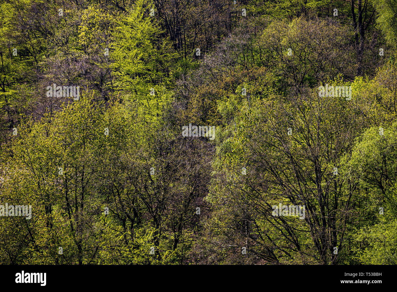 Spring foliage, deciduous forest, Germany Stock Photo