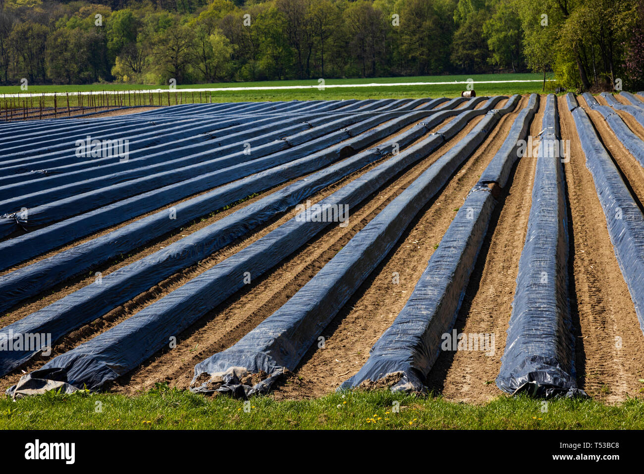 Covered asparagus field, Mülheim an der Ruhr, Germany Stock Photo