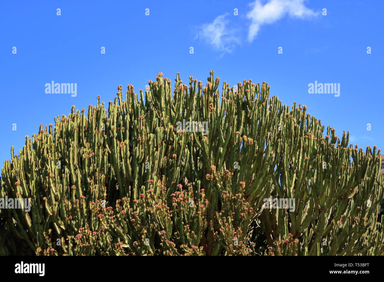 Euphorbia candelabrum hi-res stock photography and images - Alamy