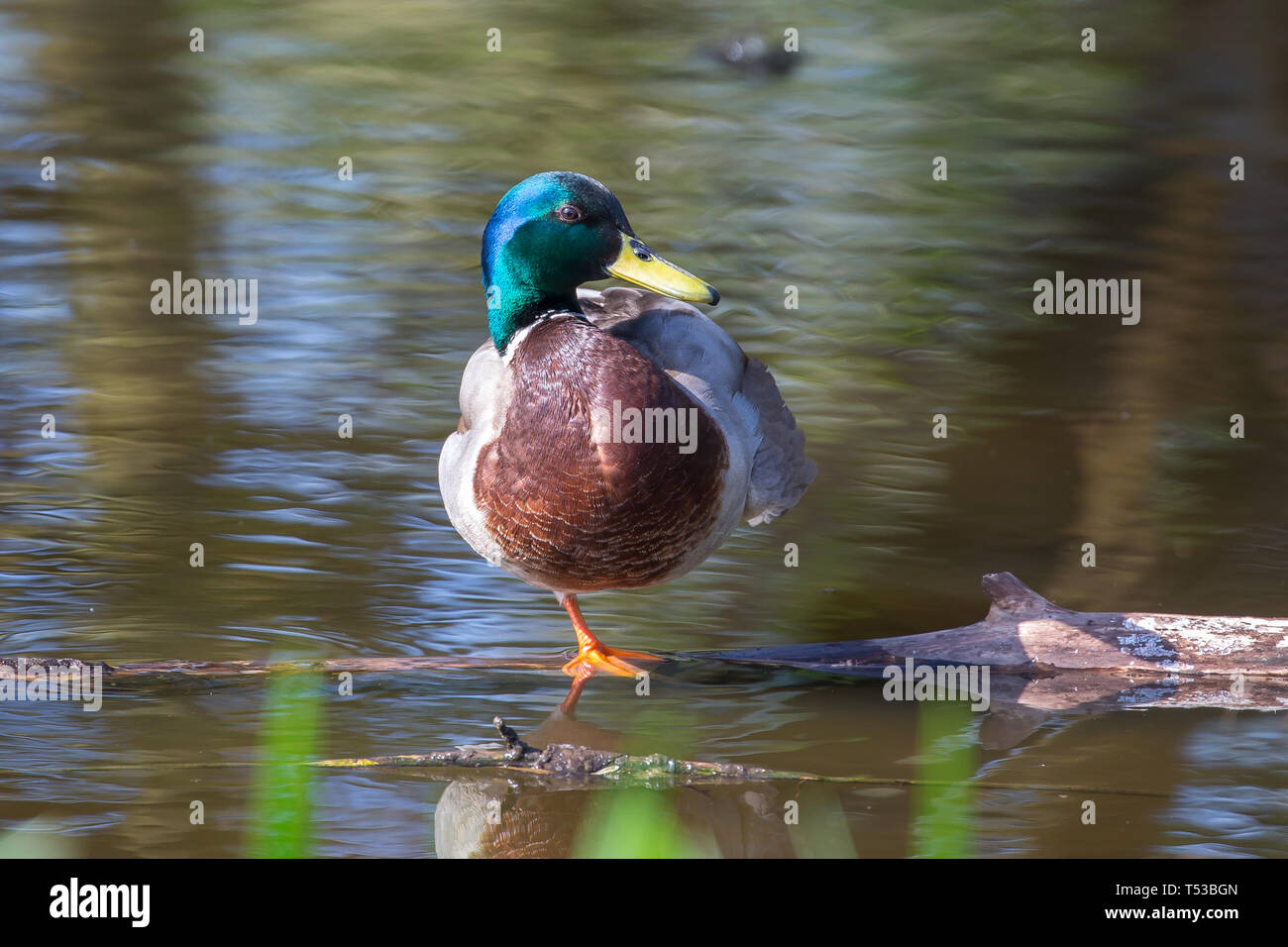 Front close up of isolated, male UK mallard duck (Anas platyrhynchos) standing on one leg, balancing on log in water, in spring sunshine. Stock Photo