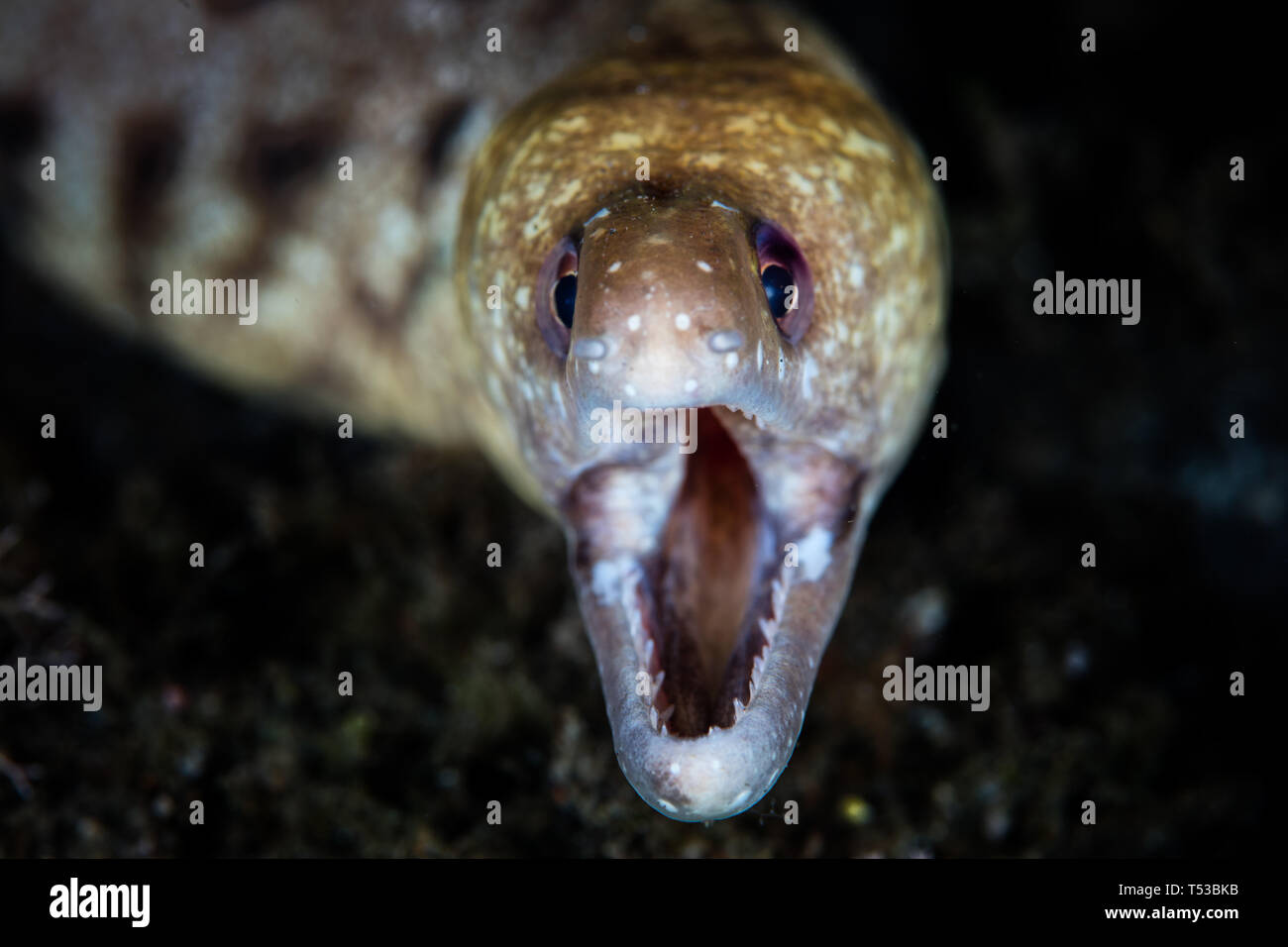 An unidentified moray eel, Gymnothorax sp., opens its jaws as it hunts on a black sand slope in Komodo National Park, Indonesia. Stock Photo