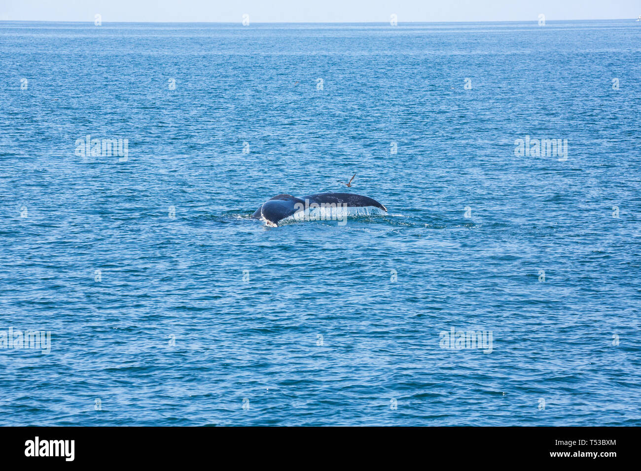 Whale tail out of the water after breach Stock Photo - Alamy
