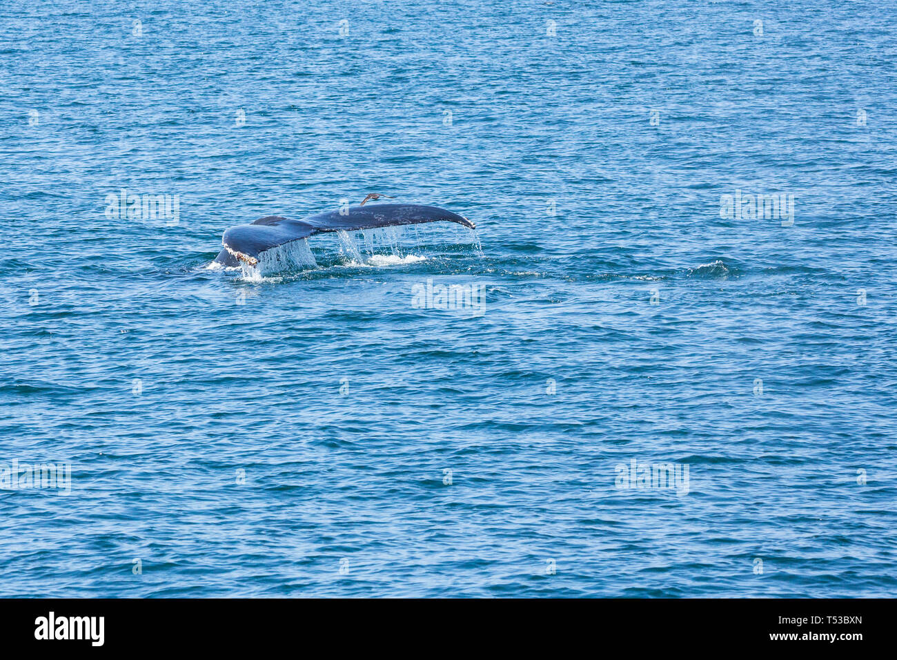 Whale tail out of the water after breach Stock Photo - Alamy