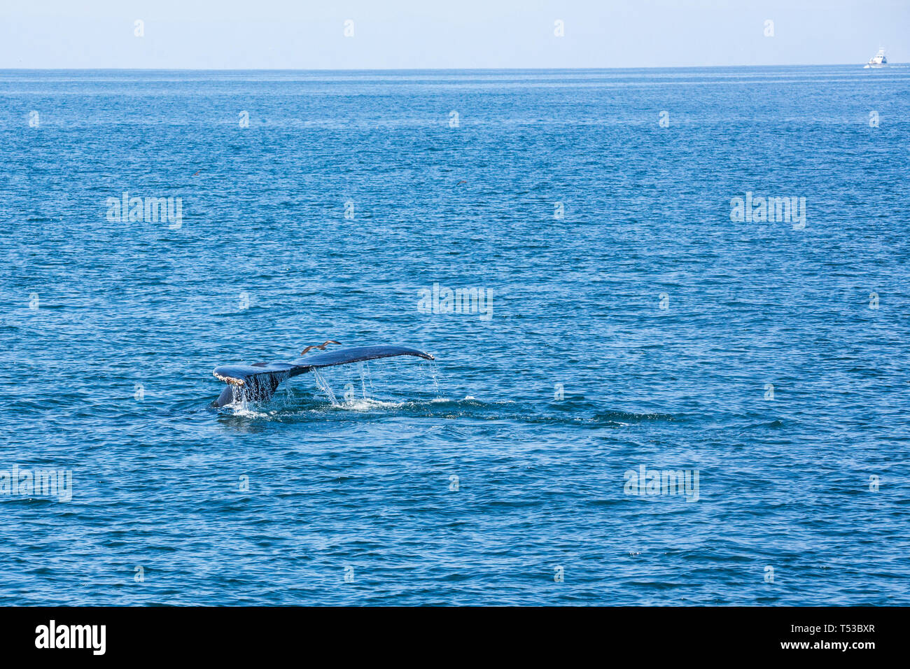 Whale tail out of the water after breach Stock Photo - Alamy