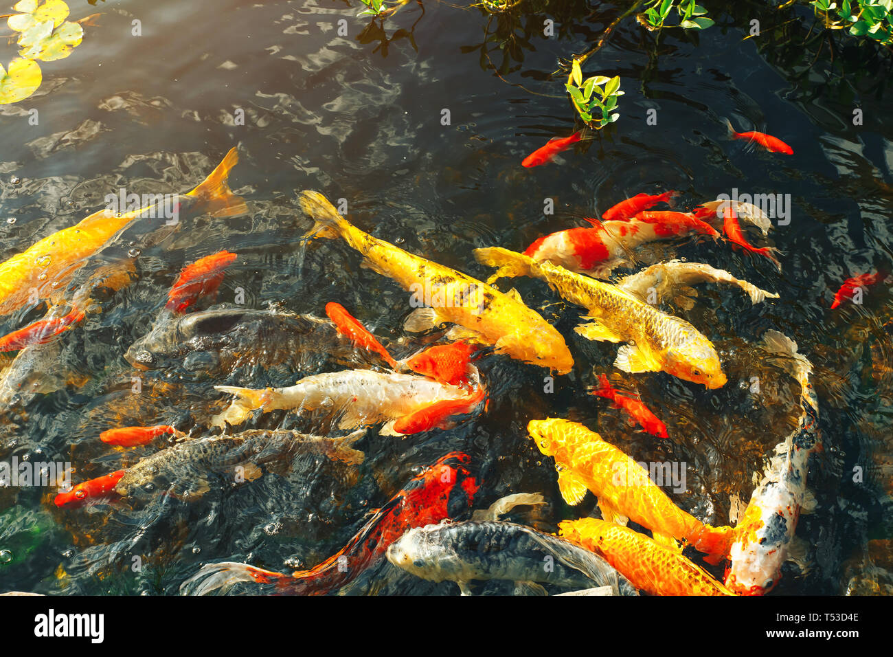 Colorful fancy koi fish on the surface water swimming in the pond ...