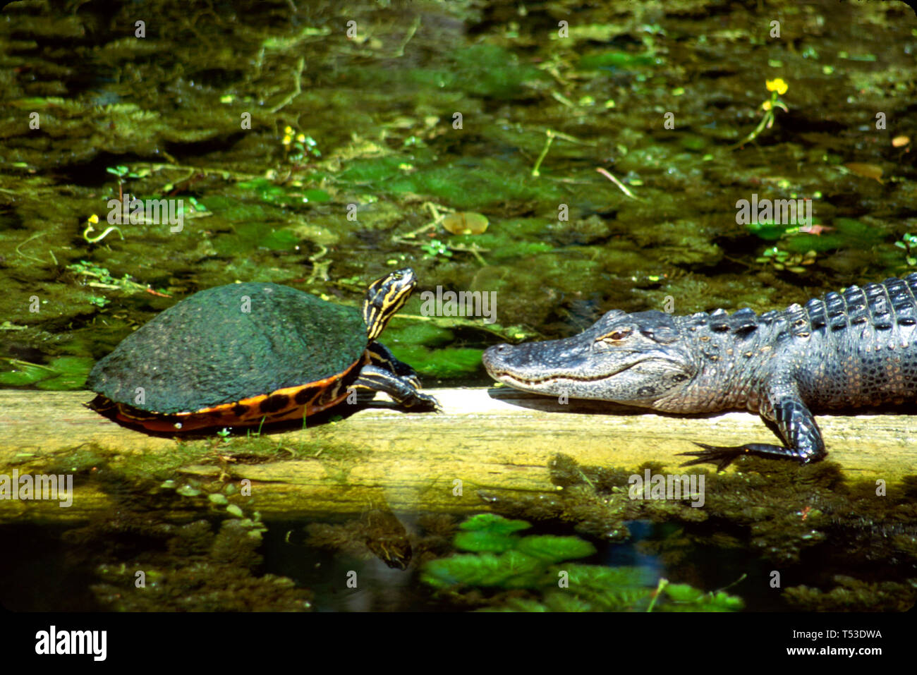 Florida Everglades Big Cypress National Preserve,red-bellied cooter redbelly turtle Pseudemys nelsoni,juvenile young American Alligator mississippiens Stock Photo