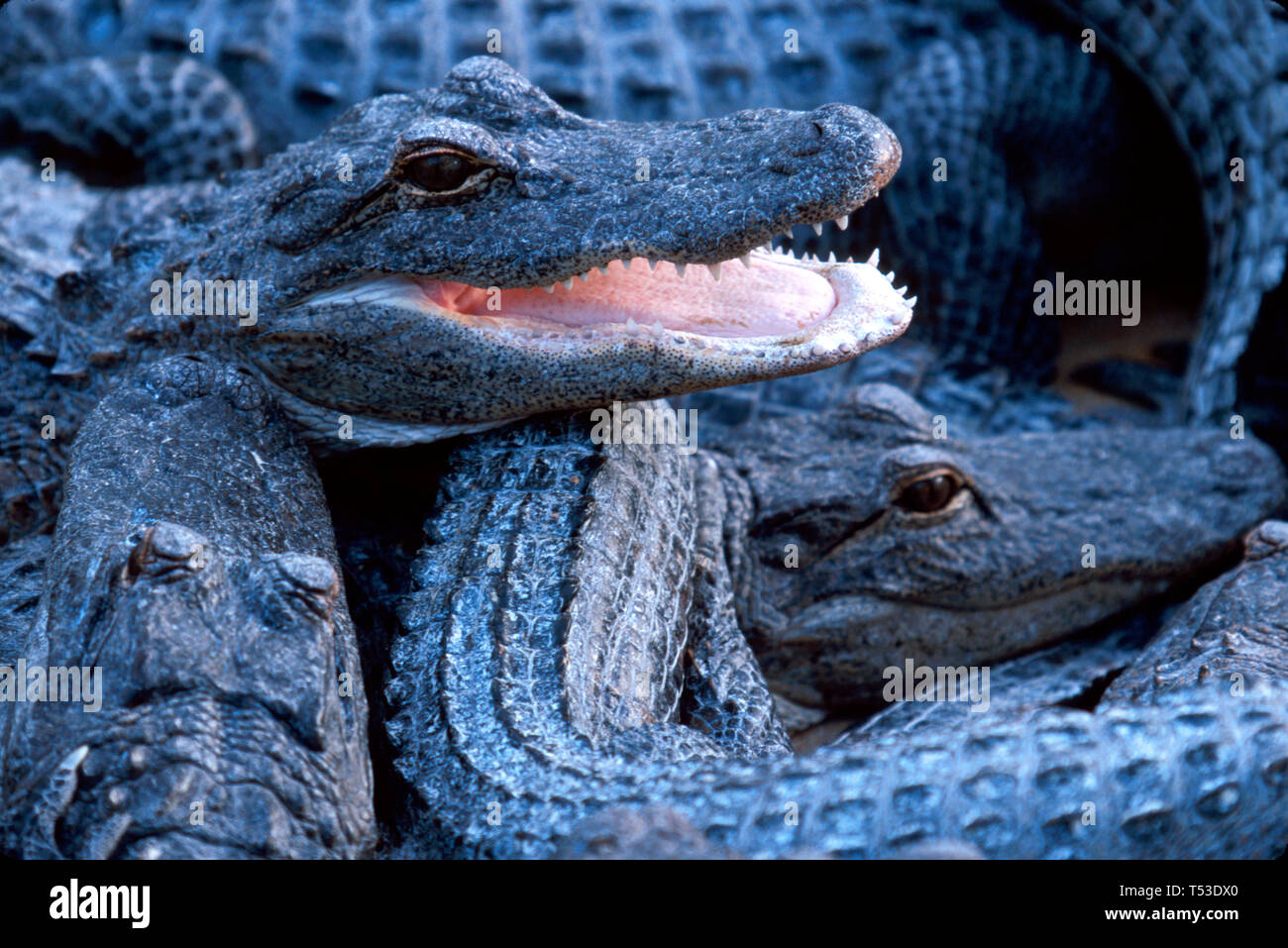 Miami Florida,Homestead Everglades Alligator Farm 3 year old juveniles,grow up pen tourist attraction, Stock Photo
