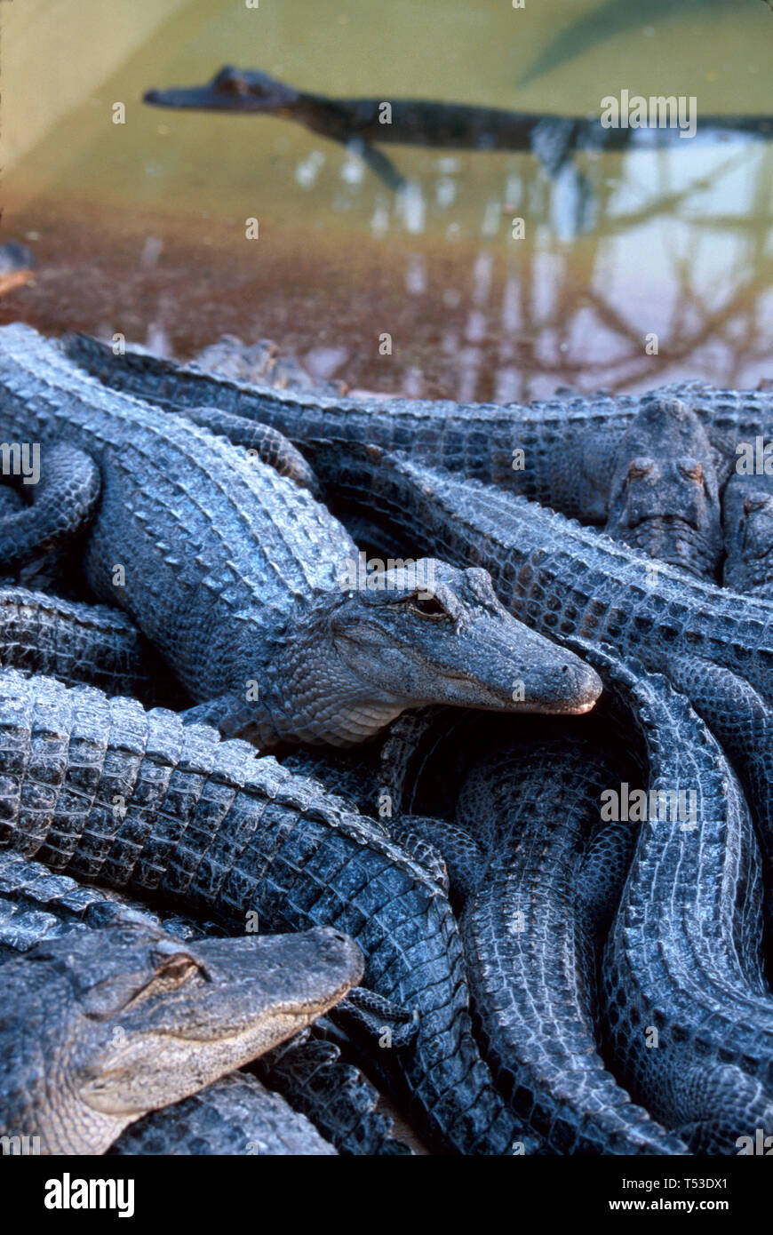 Miami Florida,Homestead Everglades Alligator Farm 3 year old juveniles,grow up pen tourist attraction, Stock Photo