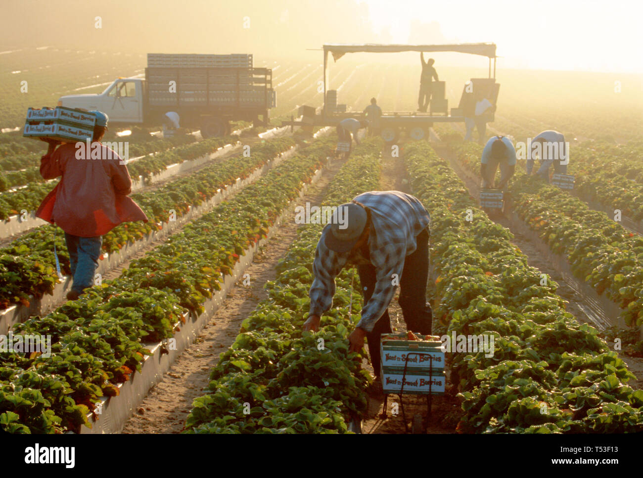 Dover Florida,Mexican migrant workers,working laborer harvesting strawberries sunrise rows Stock Photo
