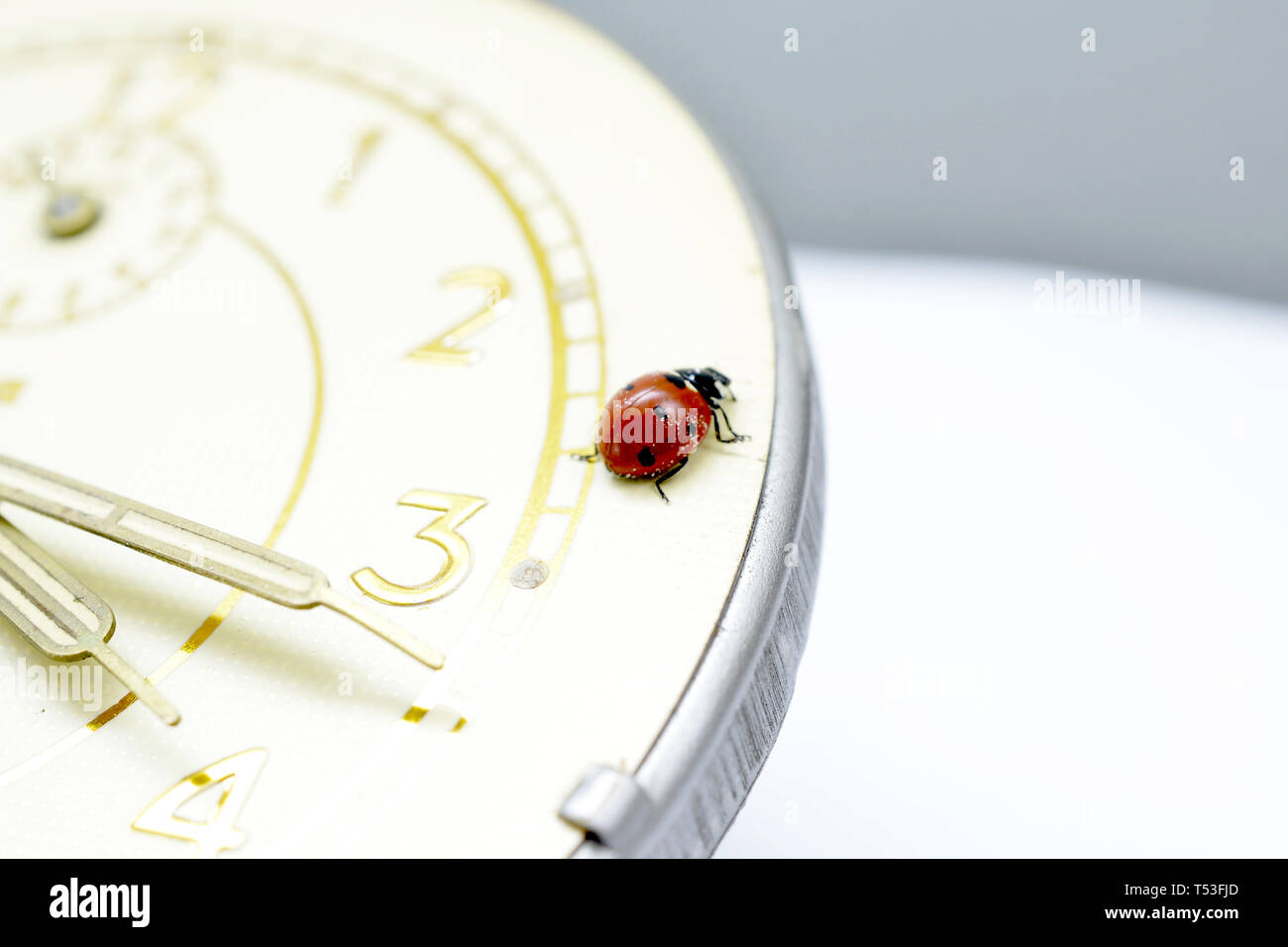 Ladybug on an old clock surface., image Stock Photo