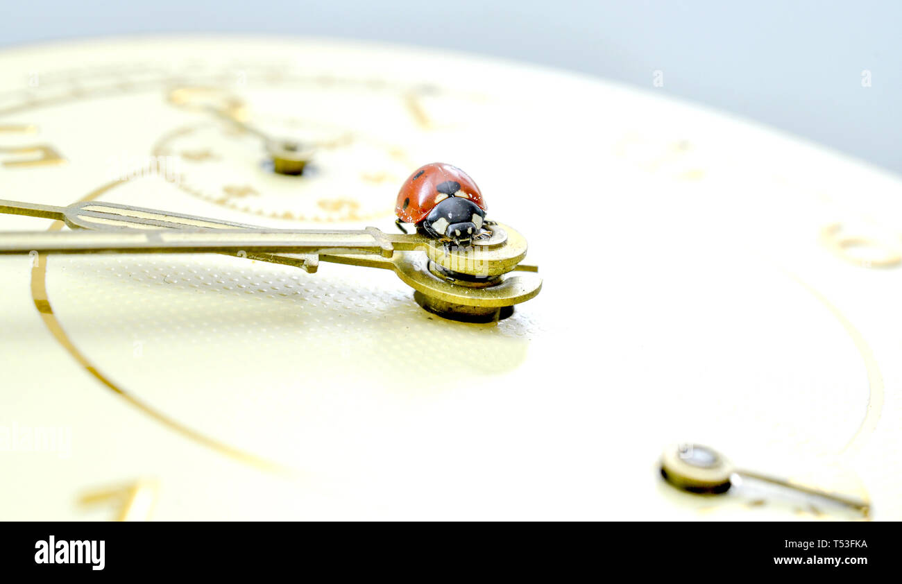 Ladybug on an old clock surface., time concept Stock Photo