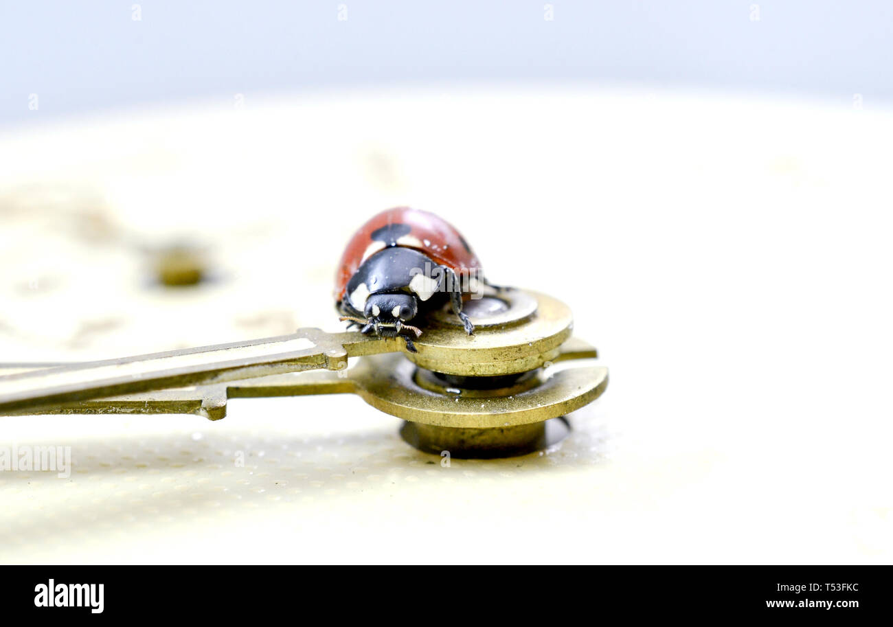 Ladybug on an old clock surface., time concept Stock Photo