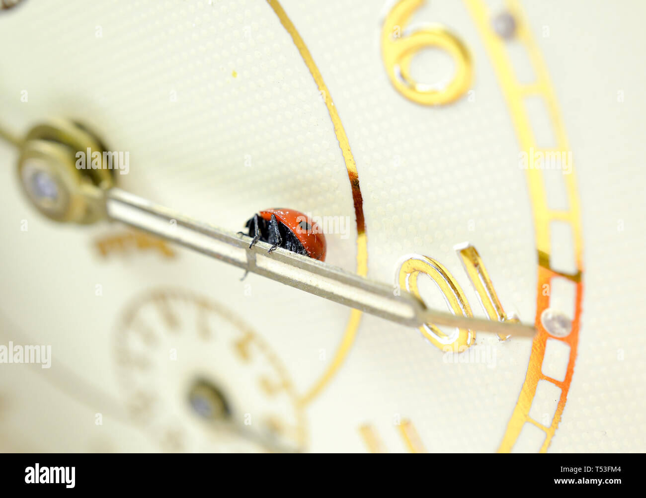 Ladybug on an old clock surface., time concept Stock Photo