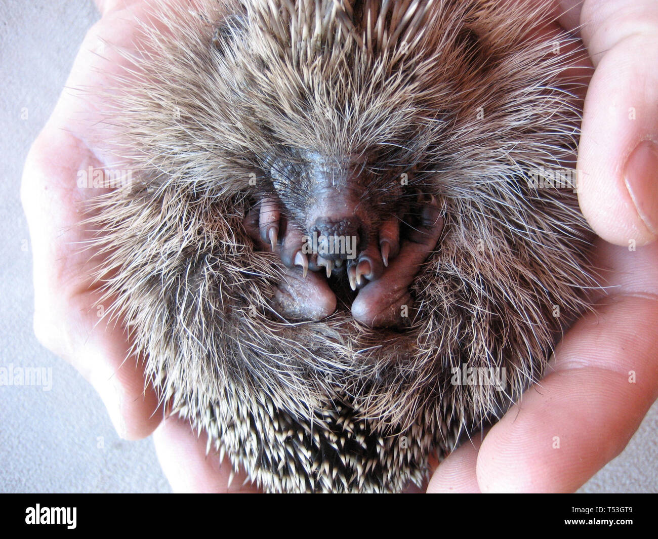 Igel igel hi-res stock photography and images - Alamy