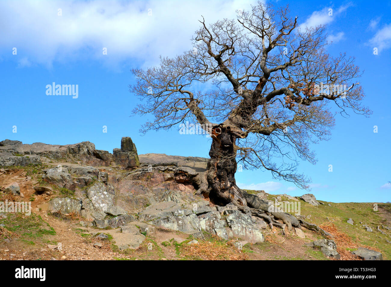 Ancient Oak Tree, Bradgate Park, Leicestershire Stock Photo