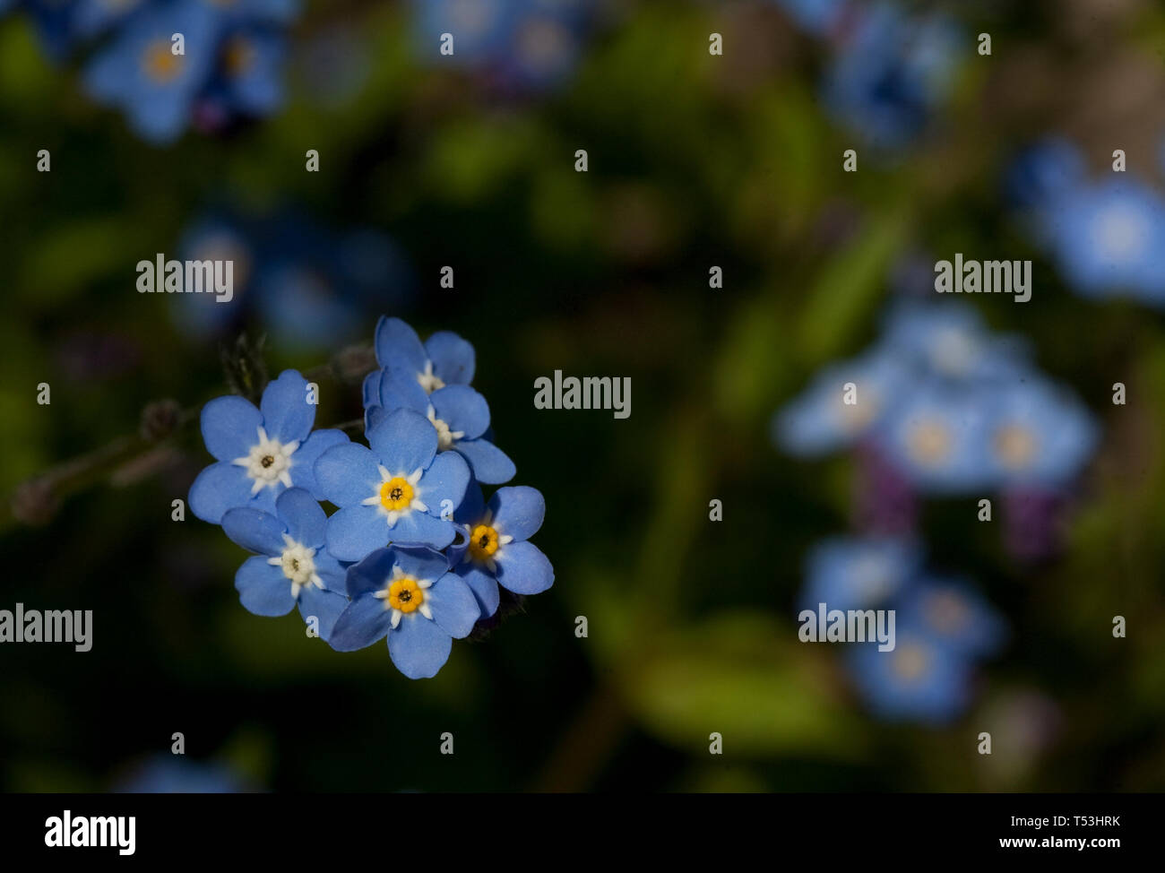 Close up view of Forget me not flowers Stock Photo