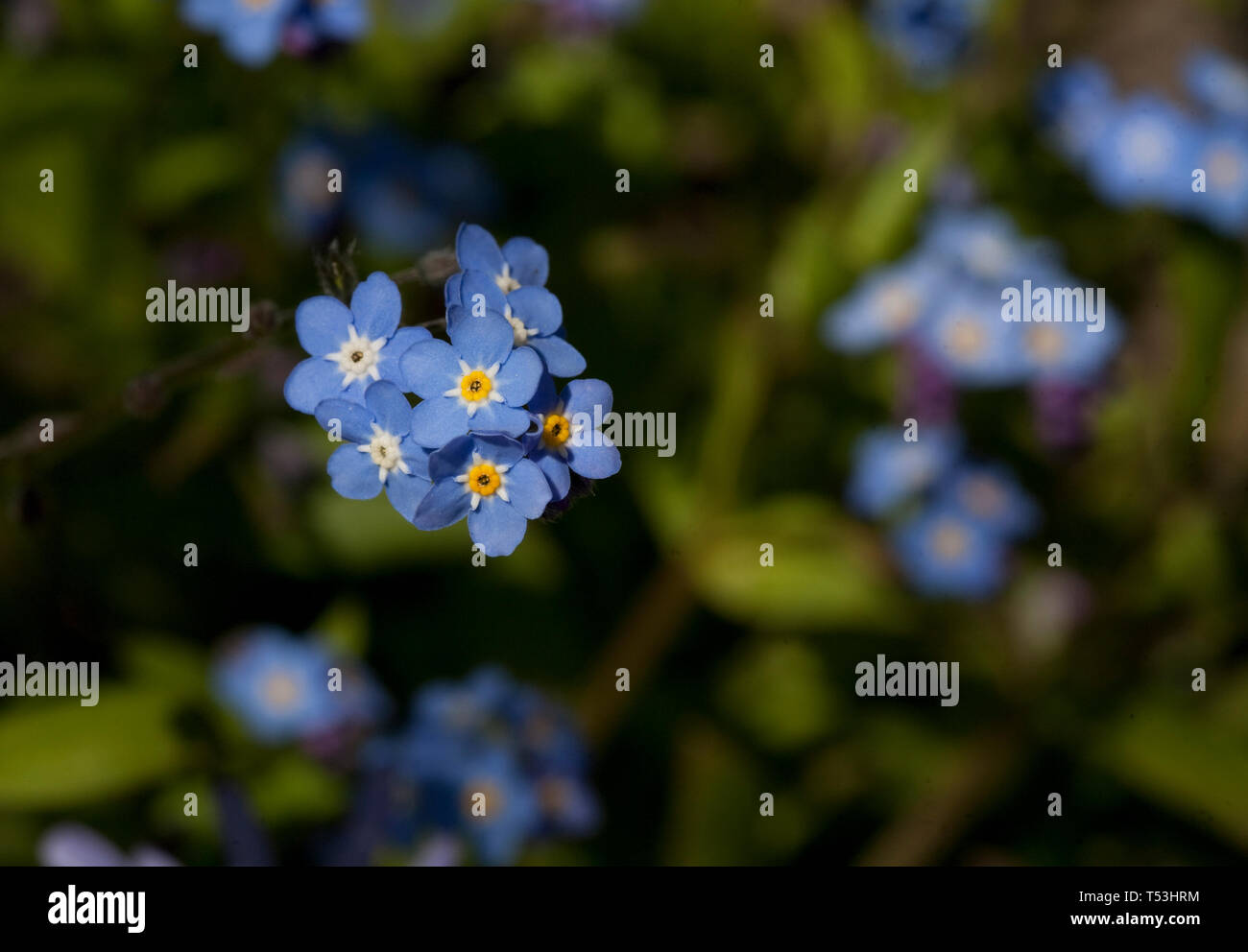 Close up view of Forget me not flowers Stock Photo
