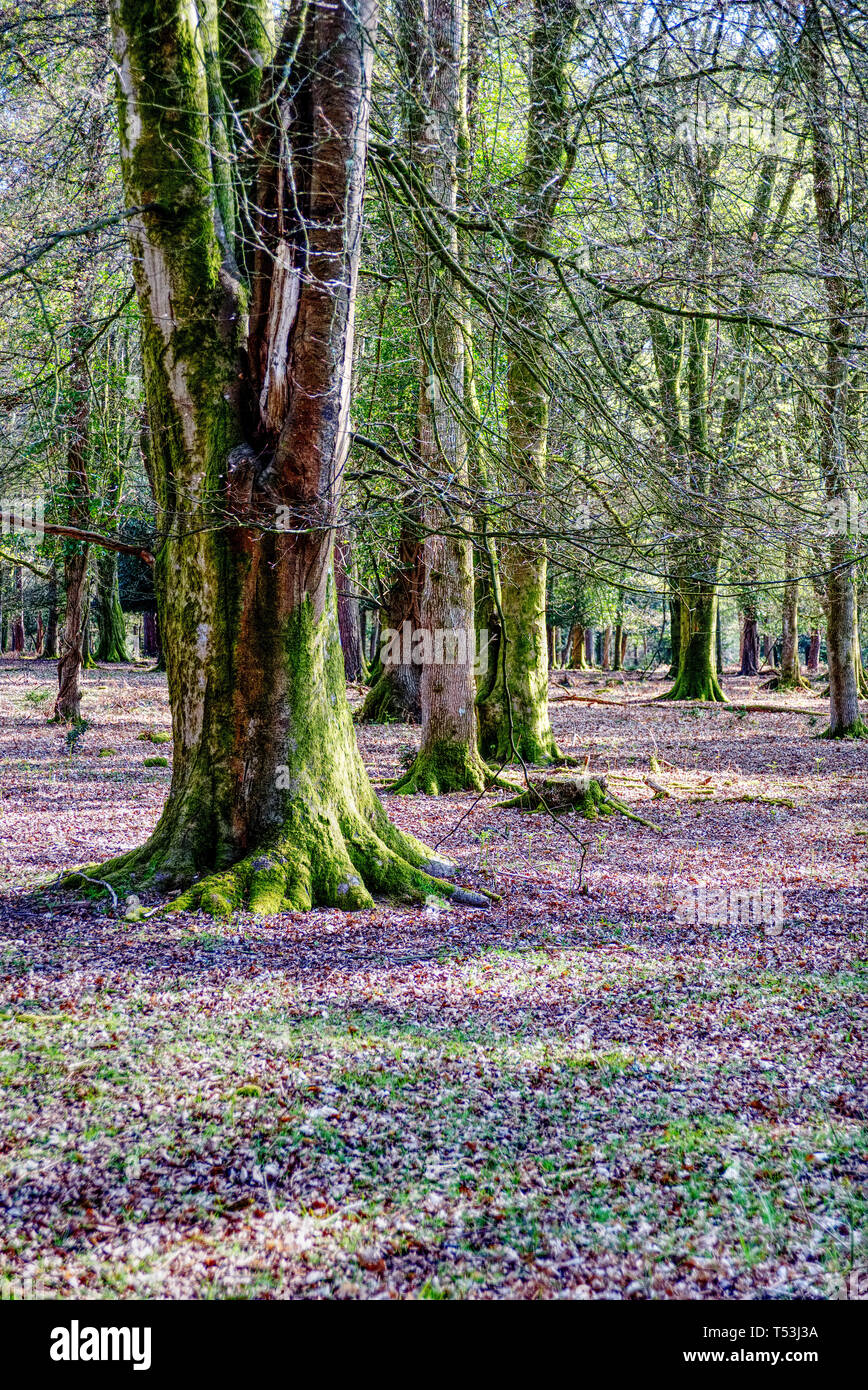 How the Mighty Have Fallen Stock Photo Alamy How the Mighty Have Fallen Stock Photo Alamy