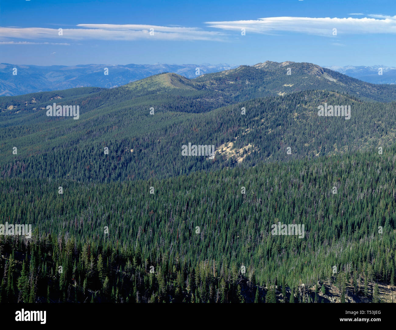 USA, Idaho, Nezperce National Forest, View north from Burnt Knob