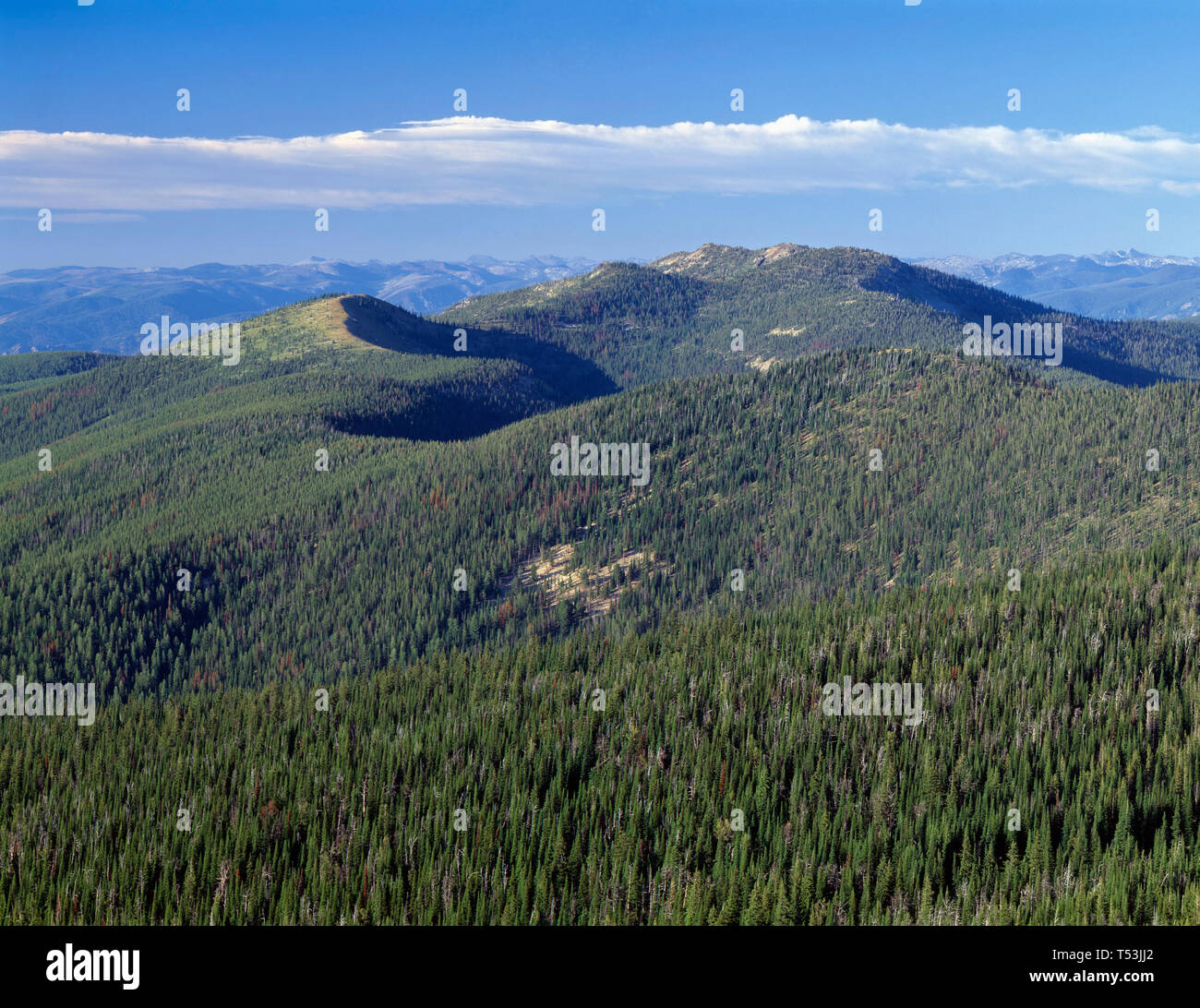 Usa Idaho Nezperce National Forest View North From Burnt Knob Towards Three Prong Mountain And Distant Peaks Of The Bitterroot Range Stock Photo Alamy