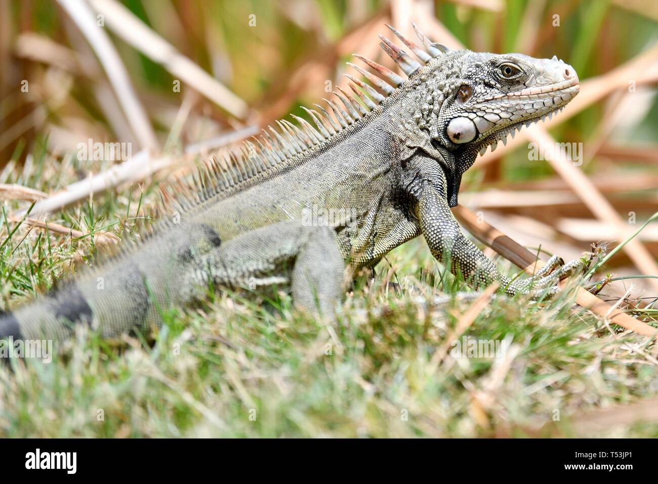 Iguana found in St. Croix, United States Virgin Islands Stock Photo