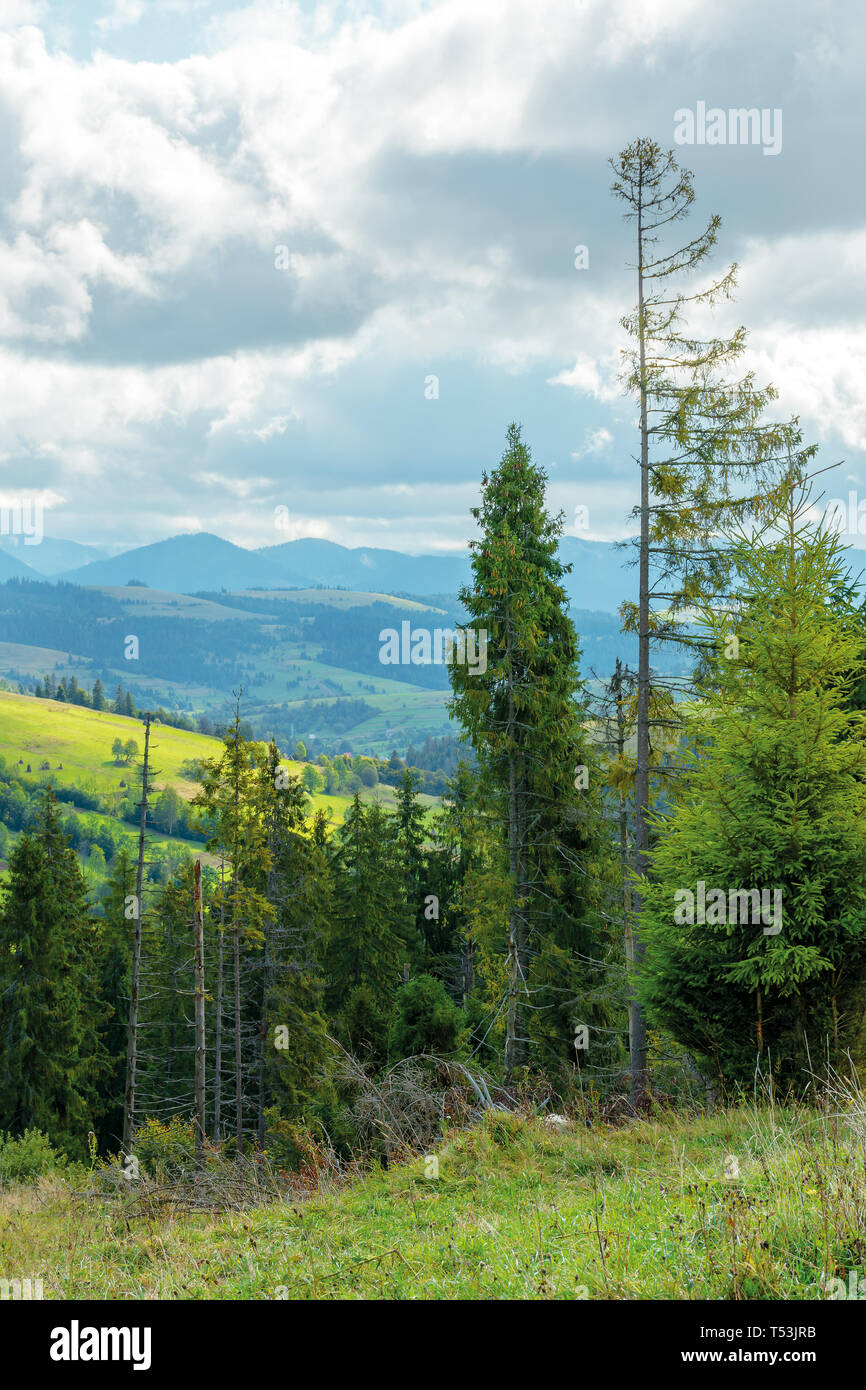 cloudy september in mountains. beautiful nature background. spruce forest on overcast day. distant ridge in haze Stock Photo - Alamy