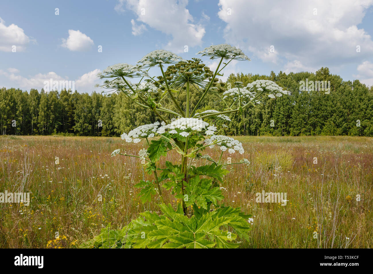 Heracleum Sosnowskyi, cow parsnip blooms on a meadow in summer Stock Photo