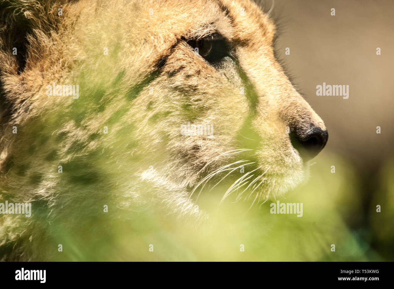 animals-in-the-zoo-stock-photo-alamy