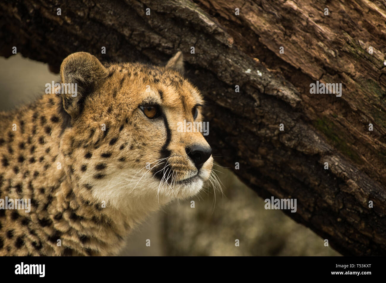 Animals in the Zoo Stock Photo Alamy